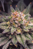 Instagram Gorilla Melon™