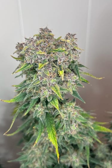 Instagram Blueberry Auto