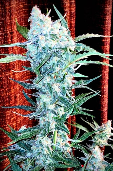 Instagram Girl Scout Cookies Auto