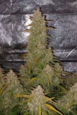 Instagram Sour Jealousy Auto™