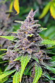 Instagram Blackberry Auto