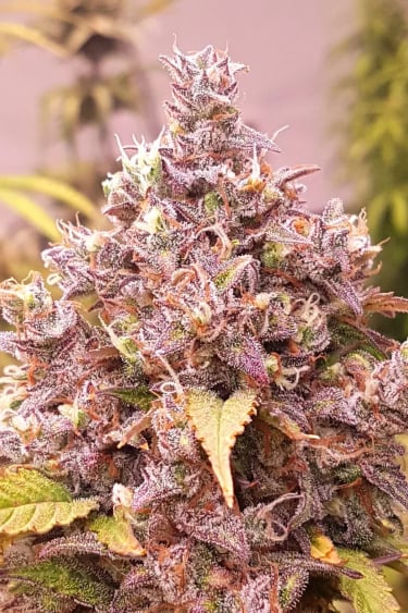 Instagram Fastberry Auto