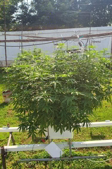 Instagram Trainwreck Auto