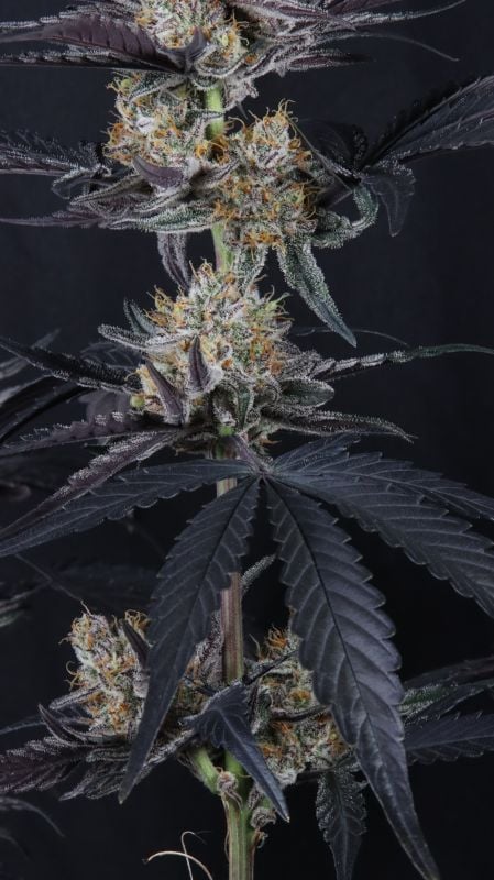 Instagram Guava Runtz Auto