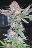 Instagram Orange Sherbet FF