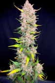 Instagram Papaya Cookies Auto™