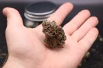 Instagram Lemon Cherry Sundae Auto™