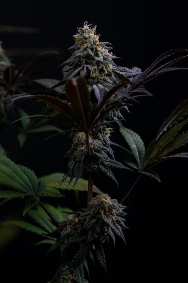 Instagram Lemon Cherry Runtz