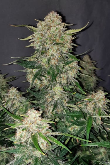 Chemdawg Auto Cannabis Seeds – Buy Chemdawg Strain | Fast Buds