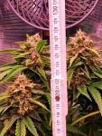 Instagram Mendo Frost Auto™