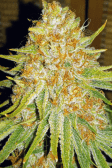 Instagram GG4 Sherbet FF