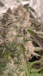 Instagram Guava Runtz Auto™