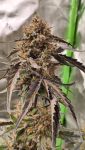 Instagram Guava Runtz Auto™