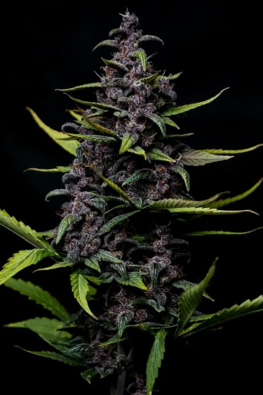 Instagram LSD25 Auto