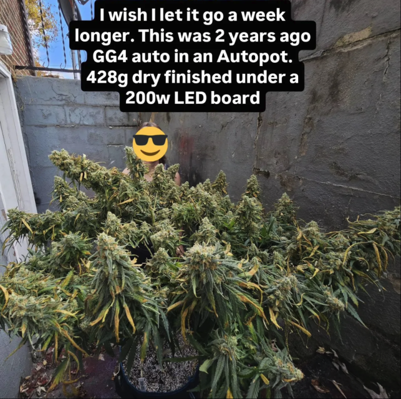 Instagram GG4
