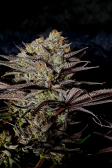 Instagram Gorilla Cookies FF