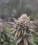 Instagram Purple Haze Auto™