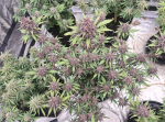 Instagram Banana Purple Punch Auto RF3™