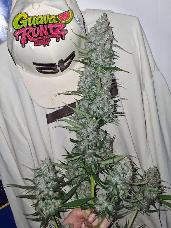AUTO | Guava Runtz Auto™