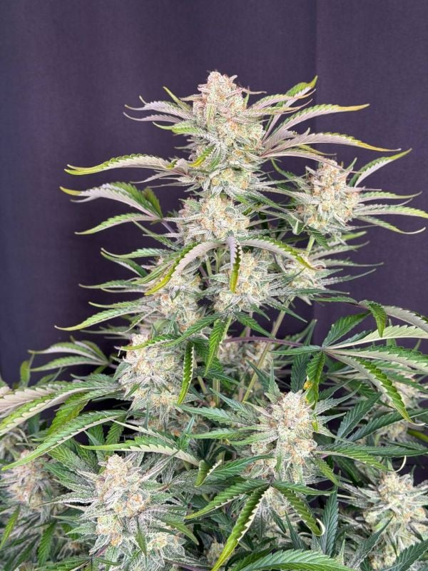 Instagram Sour Diesel Auto