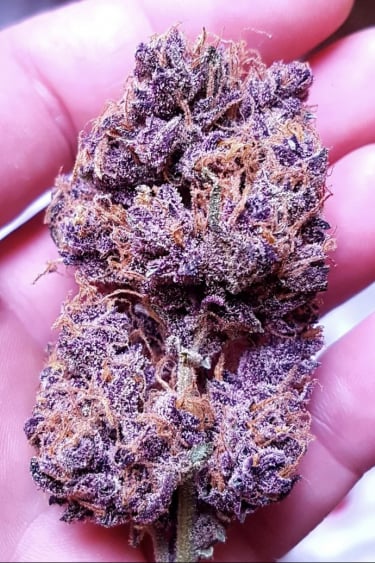 Instagram Purple Lemonade Auto