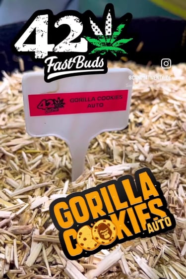 Gorilla Cookies Auto