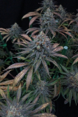 Instagram Tropicana Cookies FF