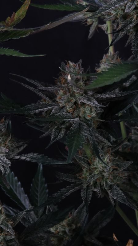 Instagram Guava Runtz Auto