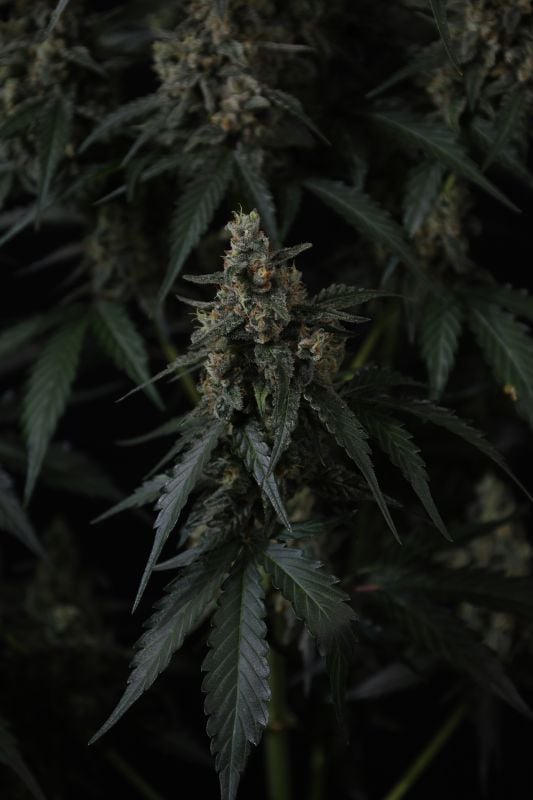Instagram Banana Cherry Cookies Auto