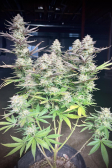 Instagram Orange Sherbet FF