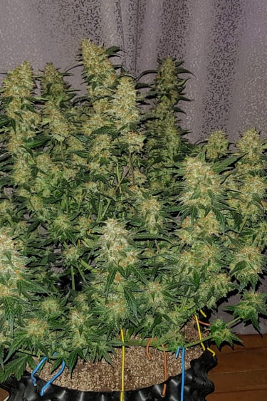 Instagram Lemon AK Auto