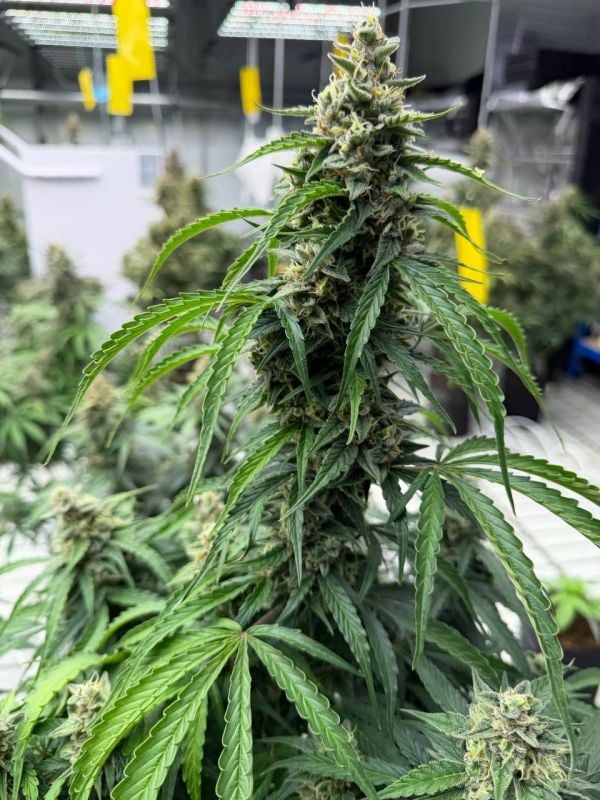 Instagram Northern Lights Auto