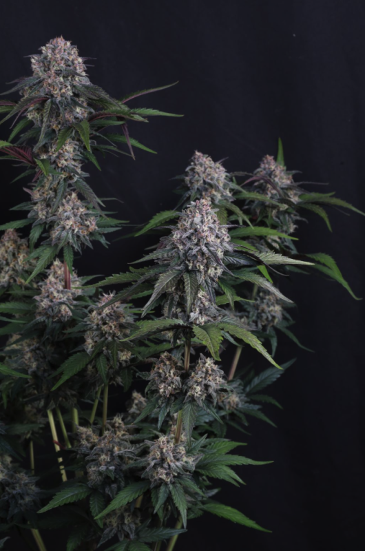 Instagram Cherry Cookies Trial Pack