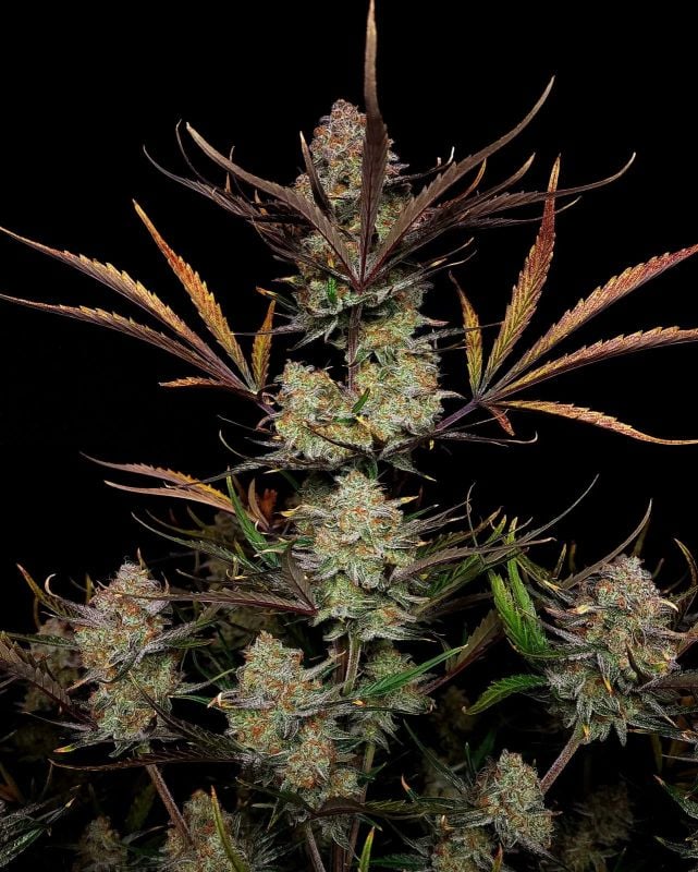 Instagram Terpbombs Trial Pack
