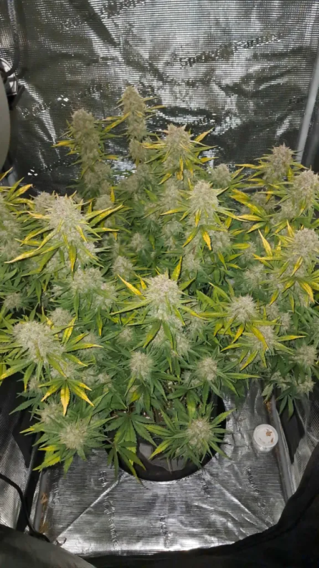 Instagram Lemon Cherry Sundae Auto