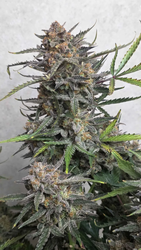 Instagram Forbidden Runtz Auto