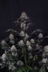 Instagram Sundae Frost Auto™