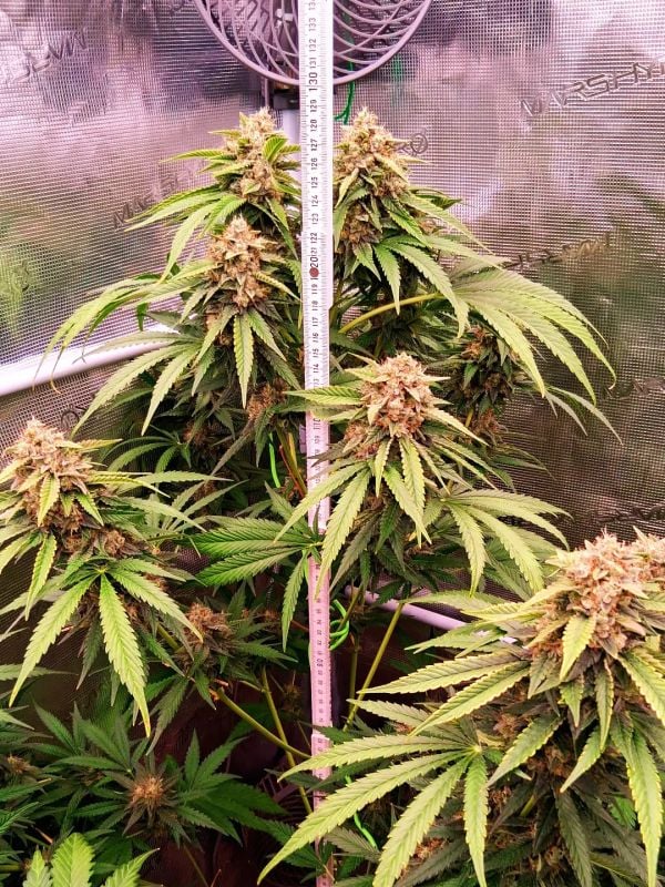 AUTO | Mendo Frost Auto™