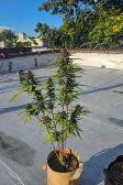 Instagram Banana Purple Punch Auto