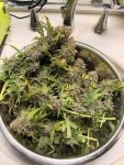Instagram Purple Lemonade Auto RF3™