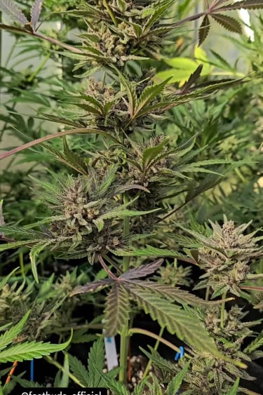 Strawberry Gorilla Auto