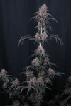 Instagram Mango Cherry Runtz Auto™