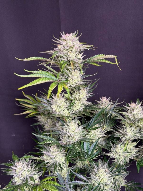 Instagram AK Auto