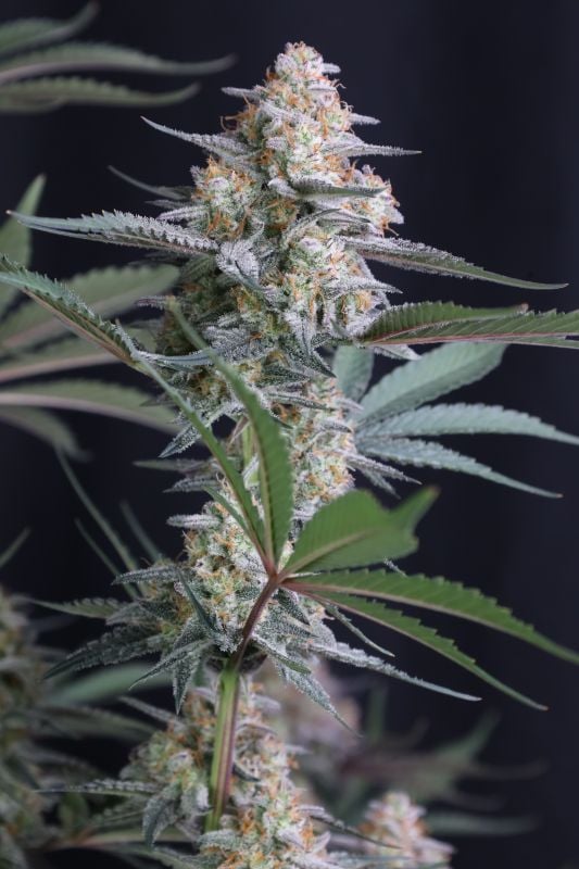 Instagram Lemon Tree Auto