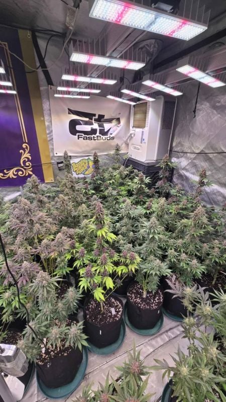 Instagram Banana Purple Punch Auto RF3