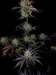 Instagram Mendo Frost Auto™