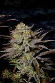 Instagram Gorilla Cookies FF