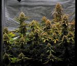 Instagram Guava Runtz Auto™