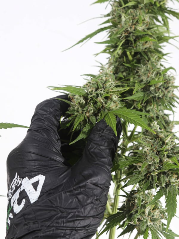 Instagram 420 Gloves Pack 3 pairs