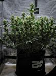 Instagram Mendo Cherry Cookies Auto™